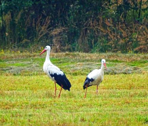 Cracow incoming tour operator poland DJ Tours