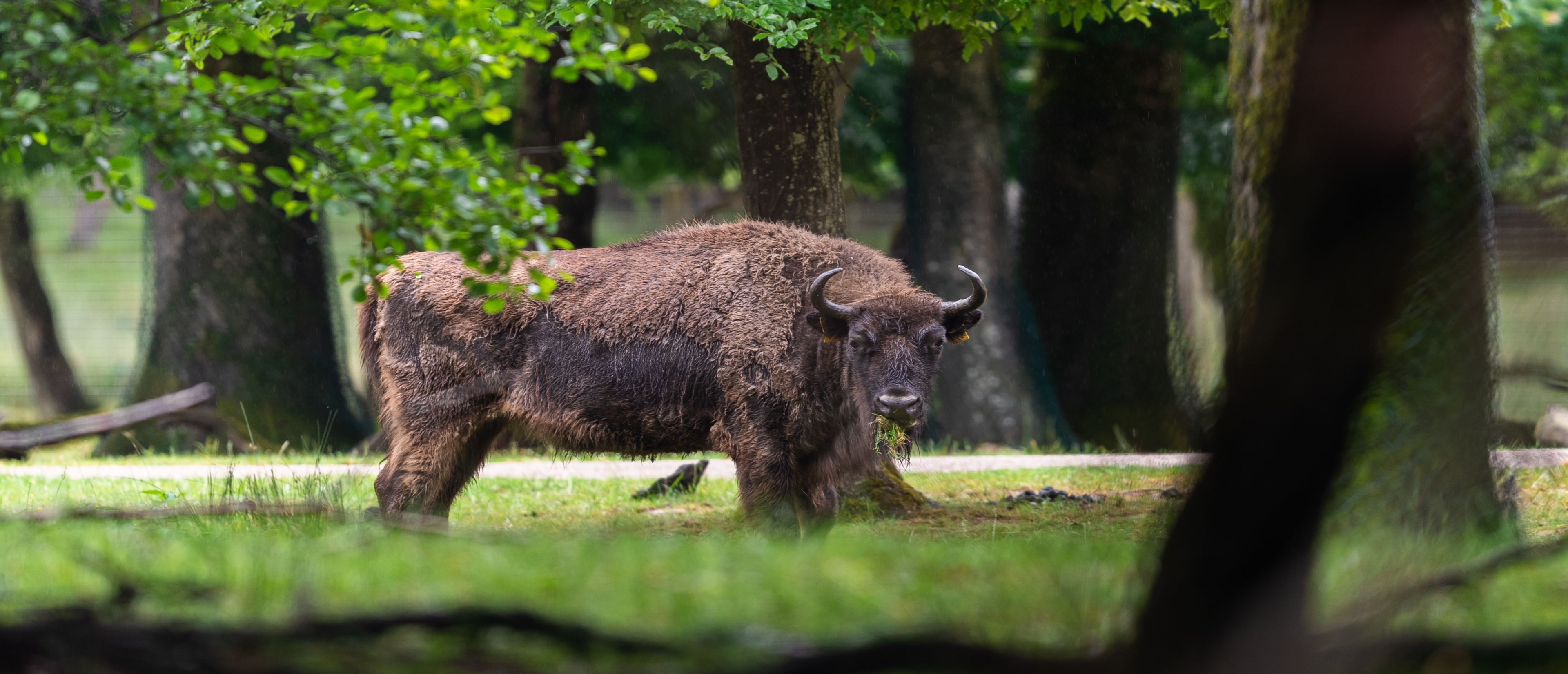 Bizon na wolności, Białowieża, Białowieski Park Narodowy